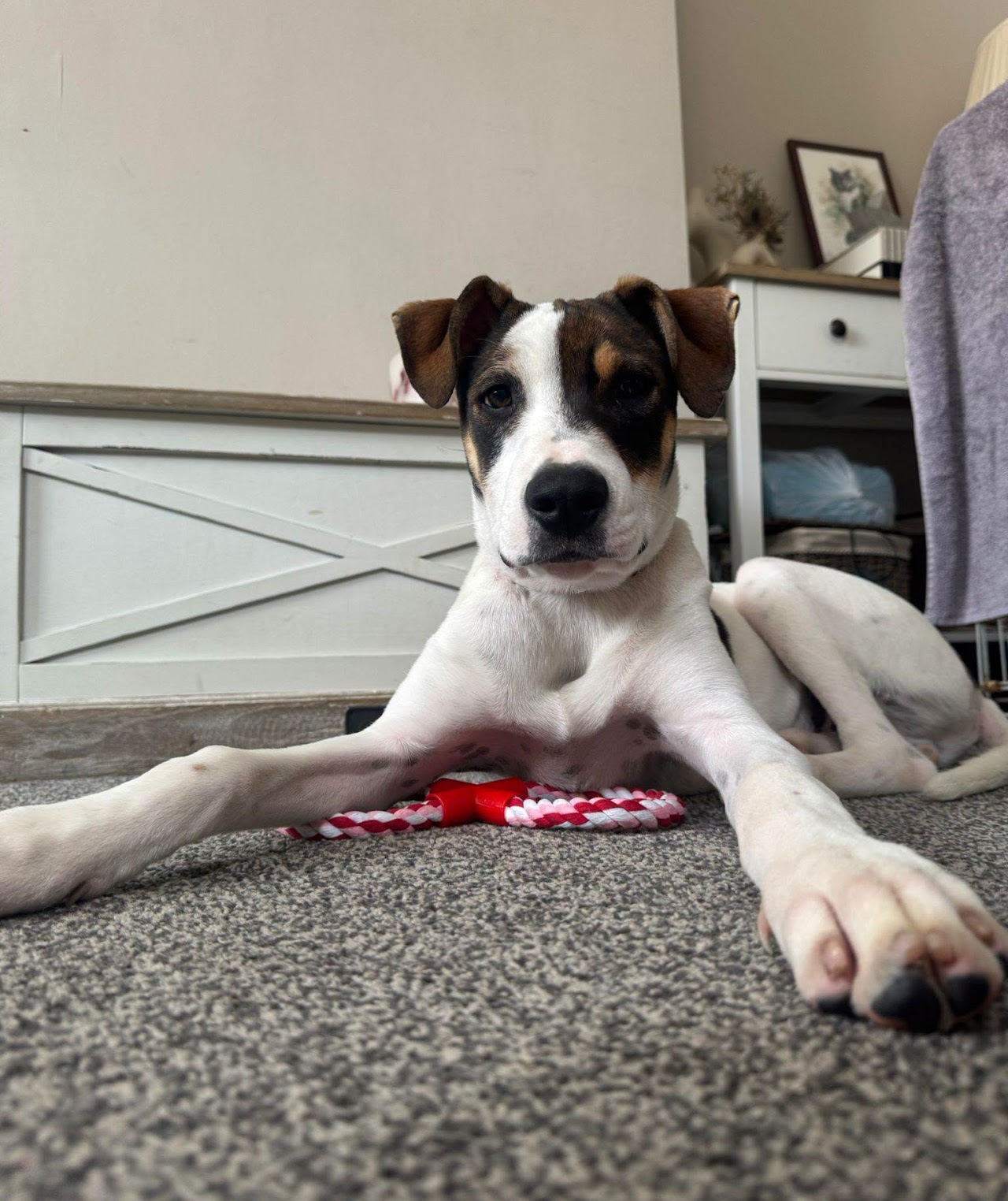 Otis, a 6 months old male Unknown available for adoption from A New Leash For Life in Hampshire