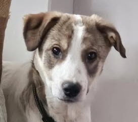 Bruno, a 5 months old male Unknown available for adoption from A New Leash For Life in East Sussex