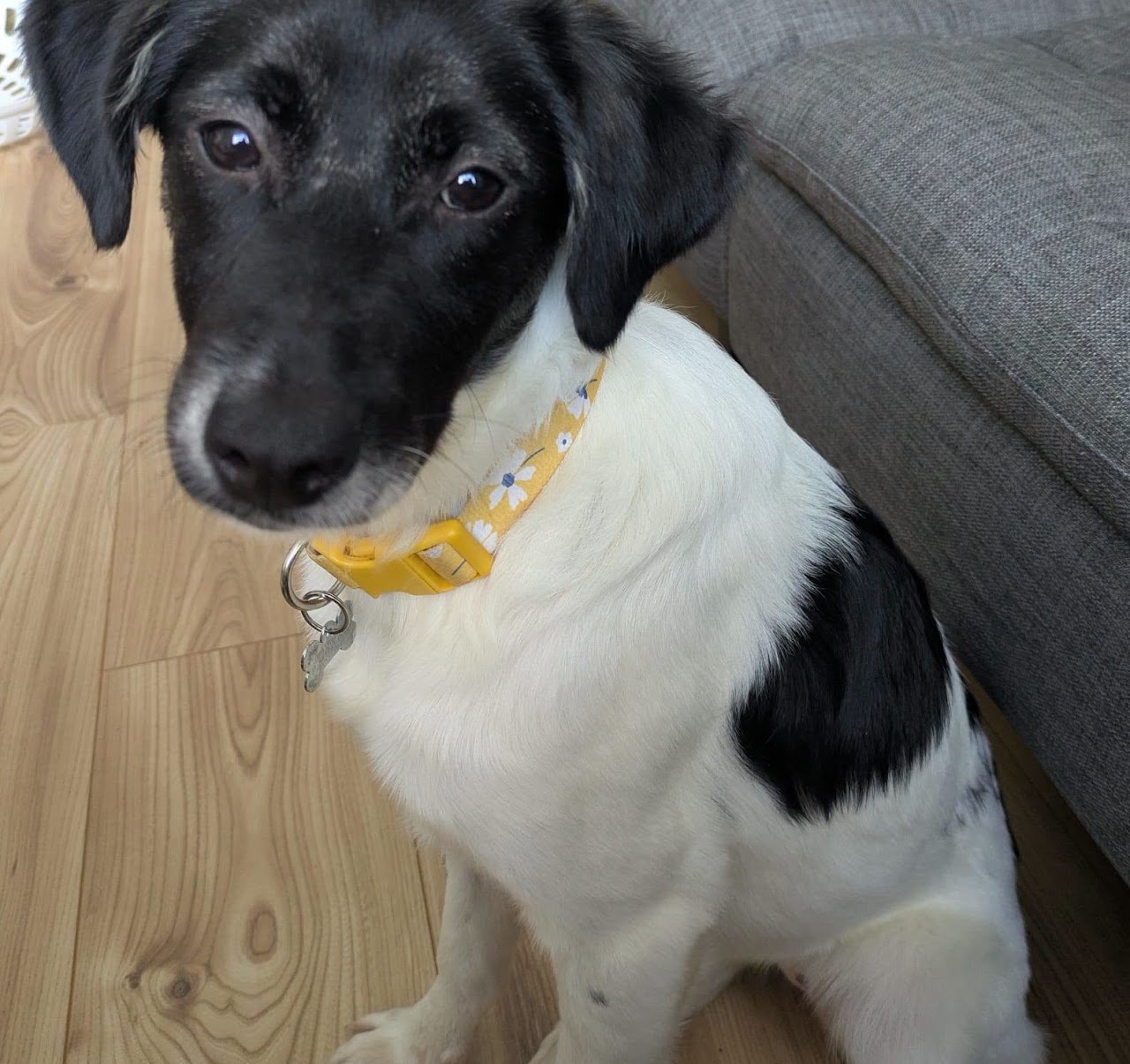 Annie, a 6 months old female Unknown available for adoption from A New Leash For Life in Hampshire