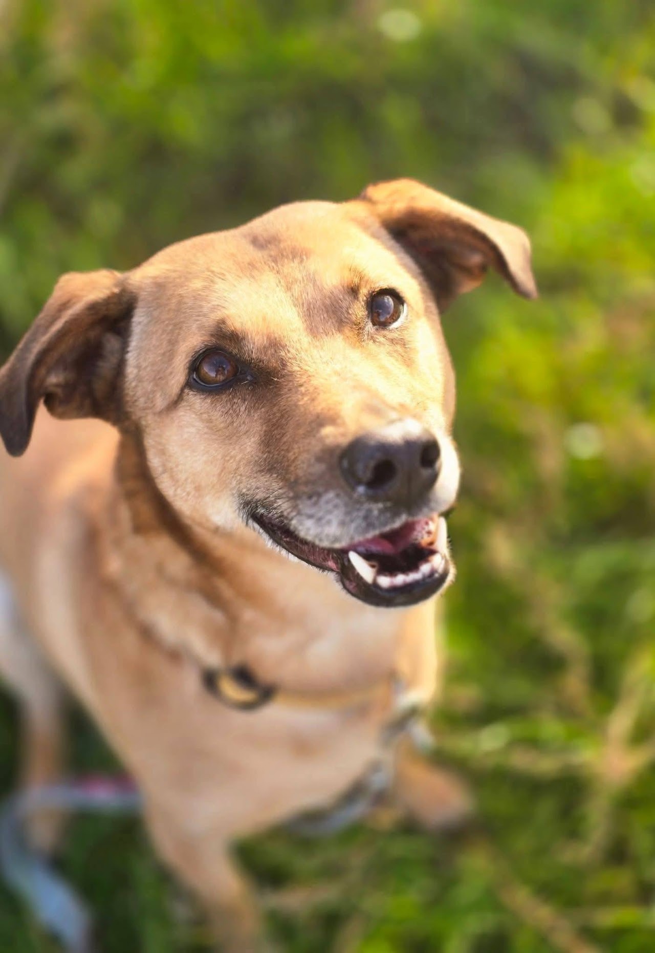 Marnie, a 6 years old female Unknown available for adoption from A New Leash For Life in Hampshire