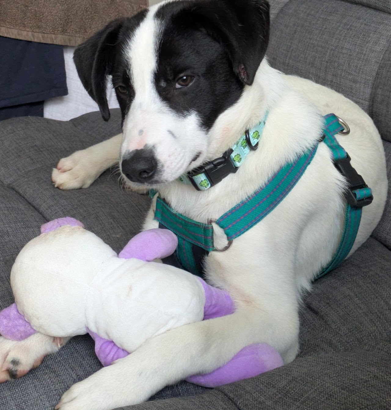 Oliver, a 6 months old male Unknown available for adoption from A New Leash For Life in Hampshire