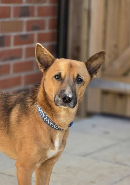 Reggie, a 2 years old male Unknown available for adoption from A New Leash For Life in Hampshire