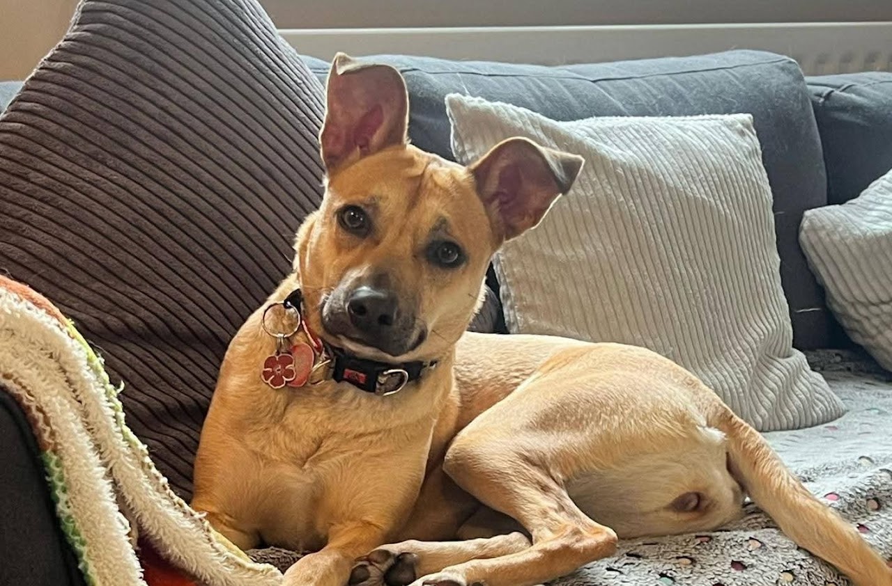 Bonnie, a Unknown old female Unknown available for adoption from A New Leash For Life in Hampshire