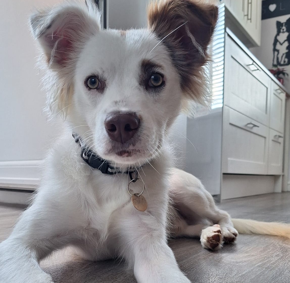 Bobby, a 9 months old male Unknown available for adoption from A New Leash For Life in Wiltshire
