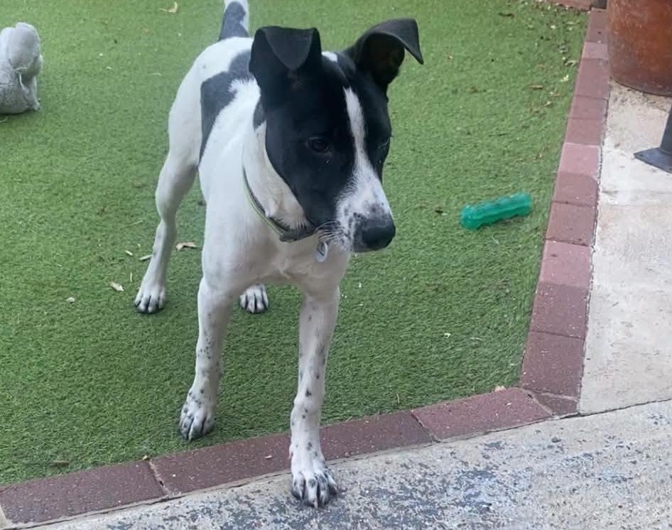 Winston, a 6 months old male Unknown available for adoption from A New Leash For Life in Hampshire