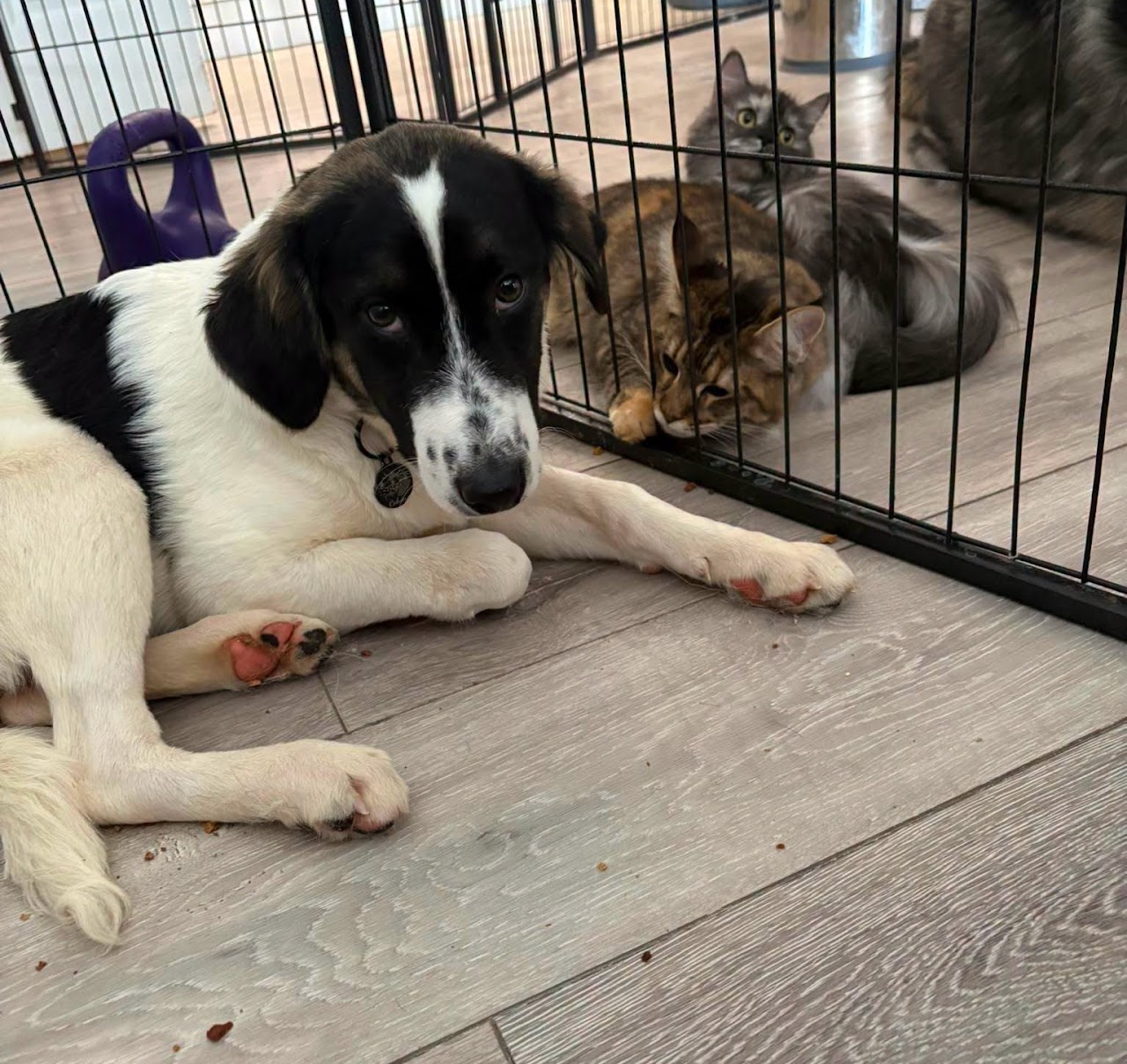Dudley, a 6 months old male Unknown available for adoption from A New Leash For Life in Hampshire