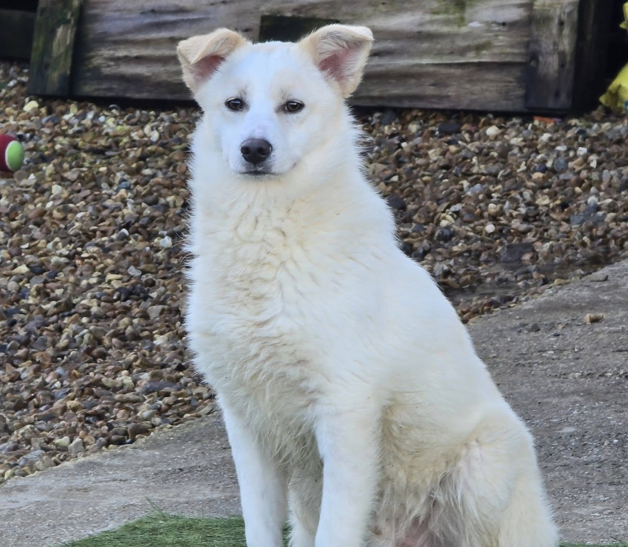 Albie, a 9 months old male Unknown available for adoption from A New Leash For Life in Hampshire