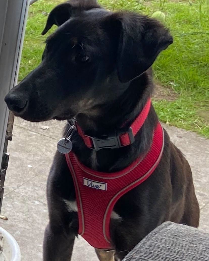 Sadie, a 6 months old female Unknown available for adoption from A New Leash For Life in Hampshire