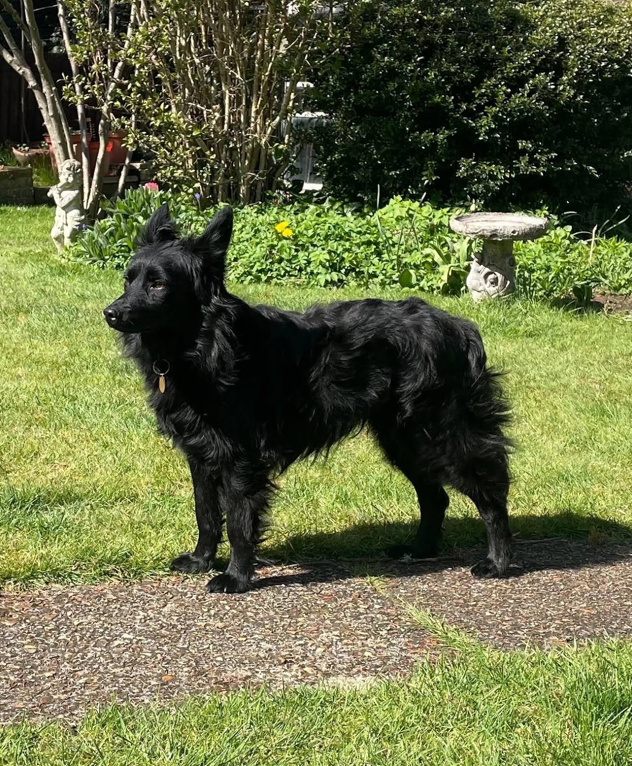 Cara, a 2 years old female Unknown available for adoption from A New Leash For Life in Hampshire