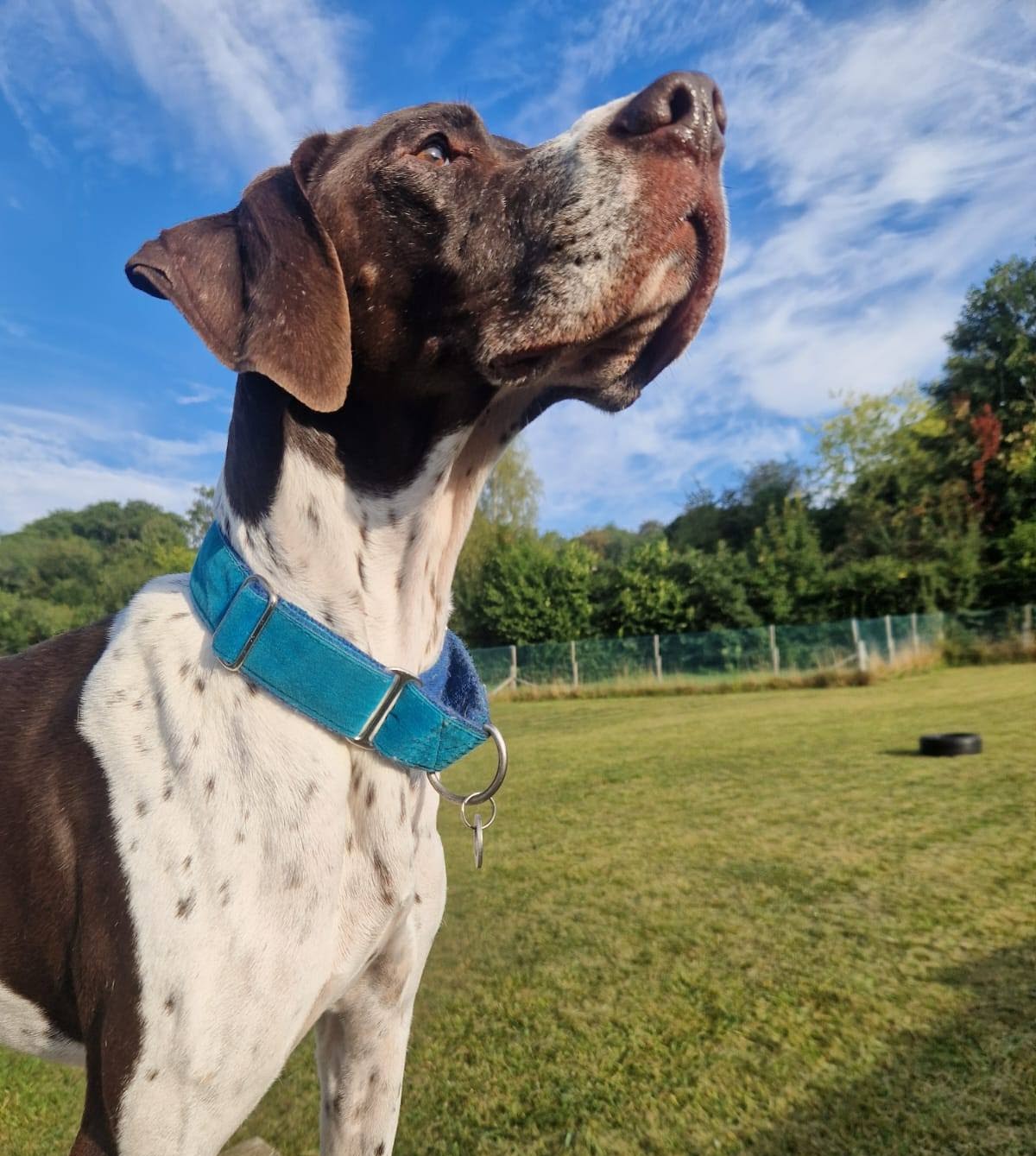 Latte, a 7 years old male Pointer available for adoption from A New Leash For Life in Hampshire