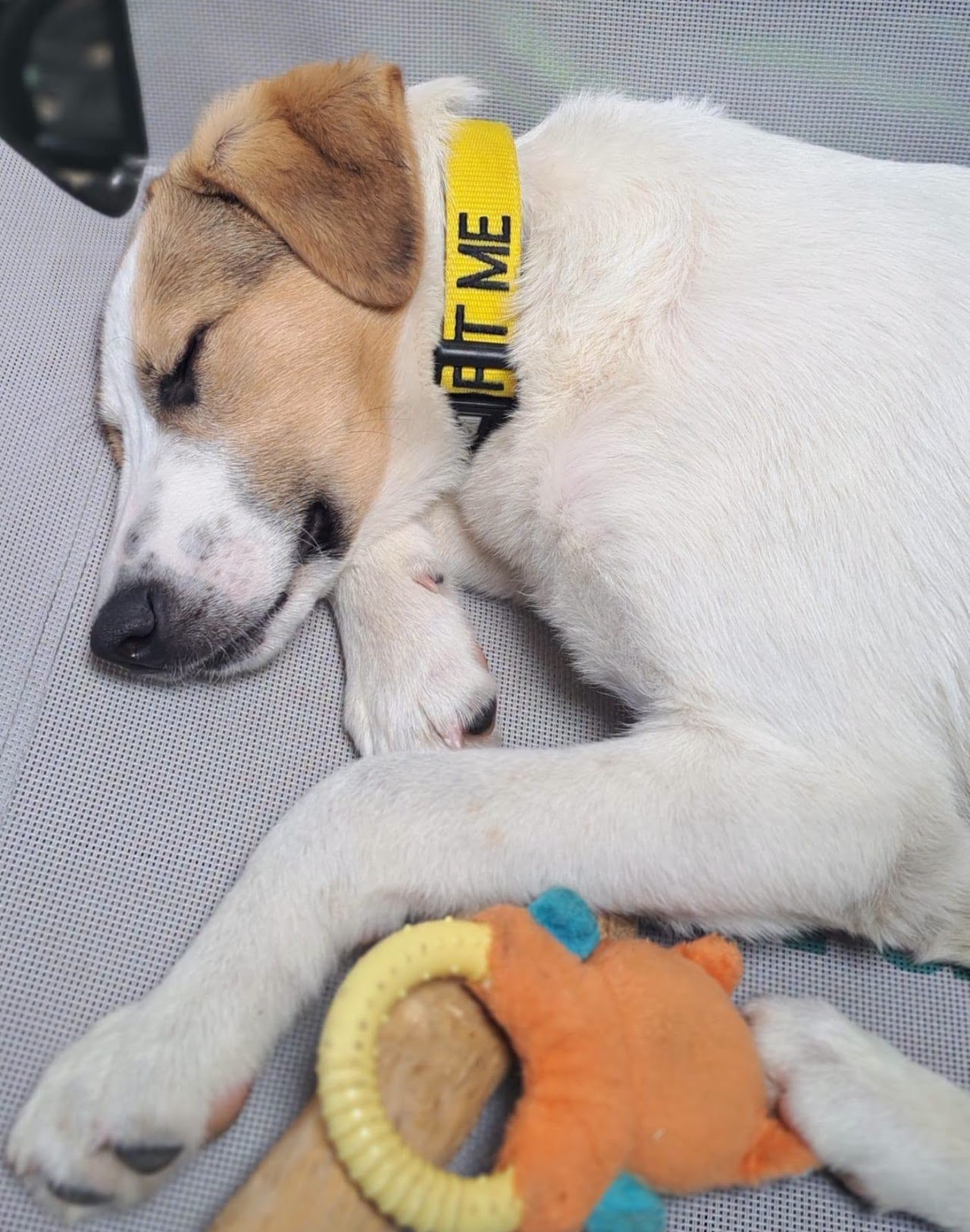 Juno, a 7 months old male Unknown available for adoption from A New Leash For Life in Hampshire
