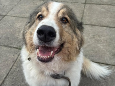 Willow, a 7 years old female Unknown available for adoption from Adoptapaws UK Rescue in South Yorkshire