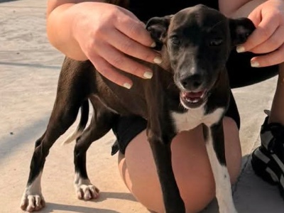 Anda, a 4 months old female Crossbreed available for adoption from Adoptapaws UK Rescue in South Yorkshire