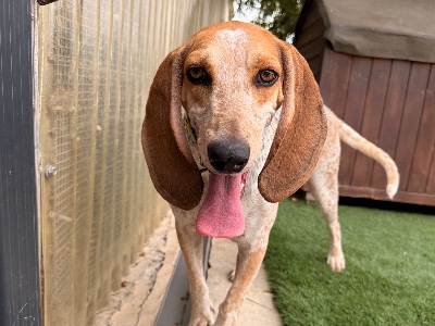 Wilma, a 2 years old female Crossbreed available for adoption from Alex’s Farm Of Strays in Cyprus