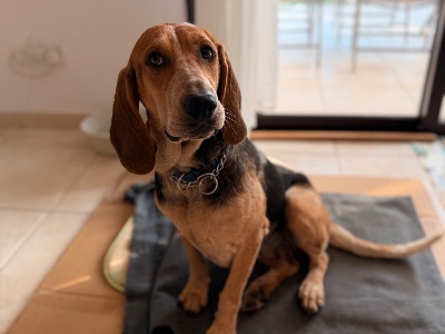 Bonnie, a 2 years old female Hound available for adoption from Alex’s Farm Of Strays in Cyprus
