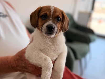 Bernie, a 2 months old male Crossbreed available for adoption from Alex’s Farm Of Strays in Cyprus