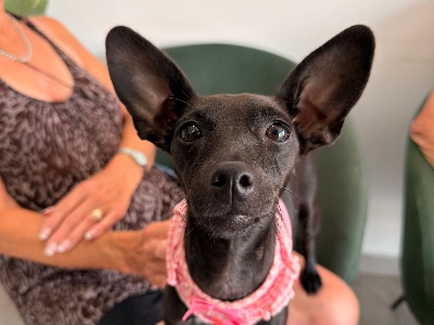 Geegee, a 1 year old female Miniature Pinscher available for adoption from Alex’s Farm Of Strays in Cyprus