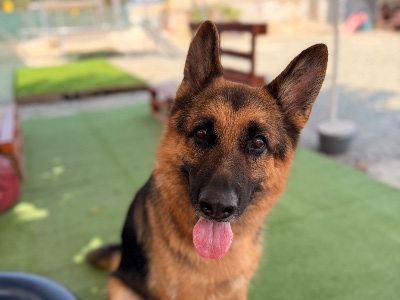 Orion, a 3 years old male German Shepherd available for adoption from Alex’s Farm Of Strays in Cyprus