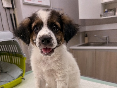 Teddy, a 3 months old male Crossbreed available for adoption from Alex’s Farm Of Strays in Cyprus
