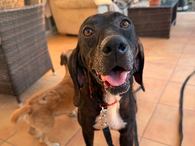 Sunny, a 5 years old female Hound available for adoption from Alex’s Farm Of Strays in Cyprus