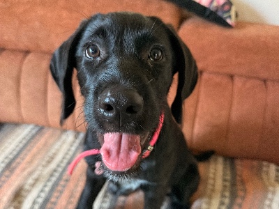 Oreo, a 3 months old female German Pointer available for adoption from Alex’s Farm Of Strays in Cyprus