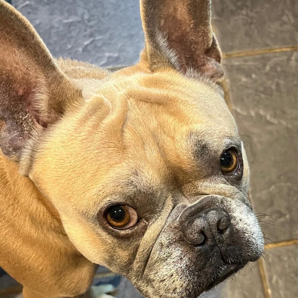 Hank, a 5 years old male French Bulldog available for adoption from Almost Home in Wales