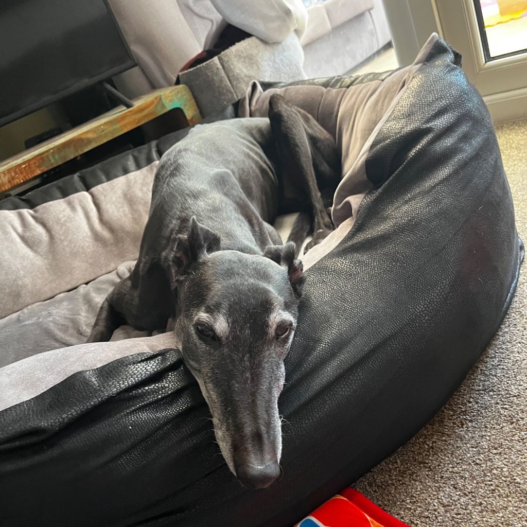 Flos, a 9 years old female Greyhound available for adoption from Almost Home in Wales