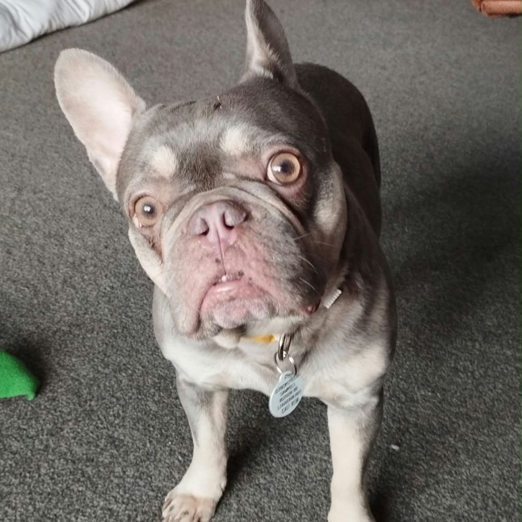 Misty, a 6 years old female French Bulldog available for adoption from Almost Home in Wales