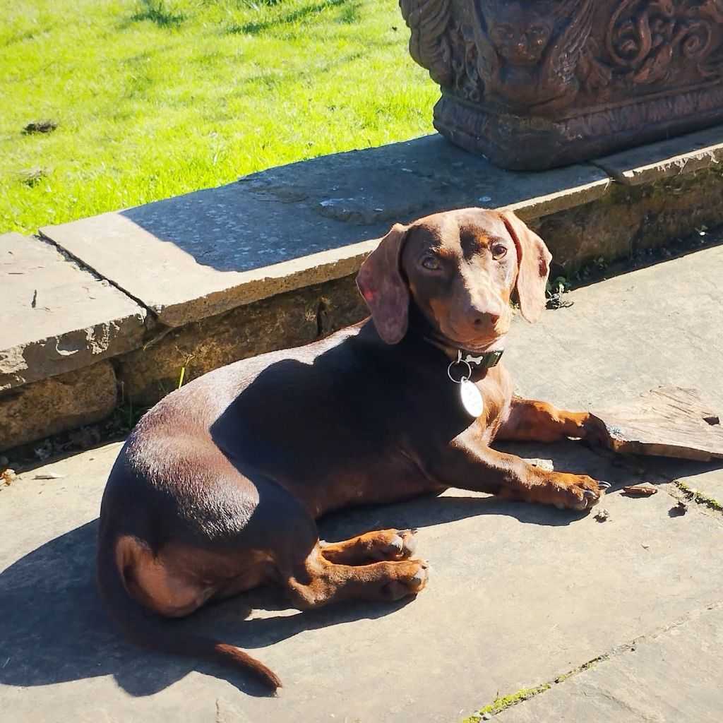 Millie, a 9 months old female Dachshund available for adoption from Almost Home in Wales