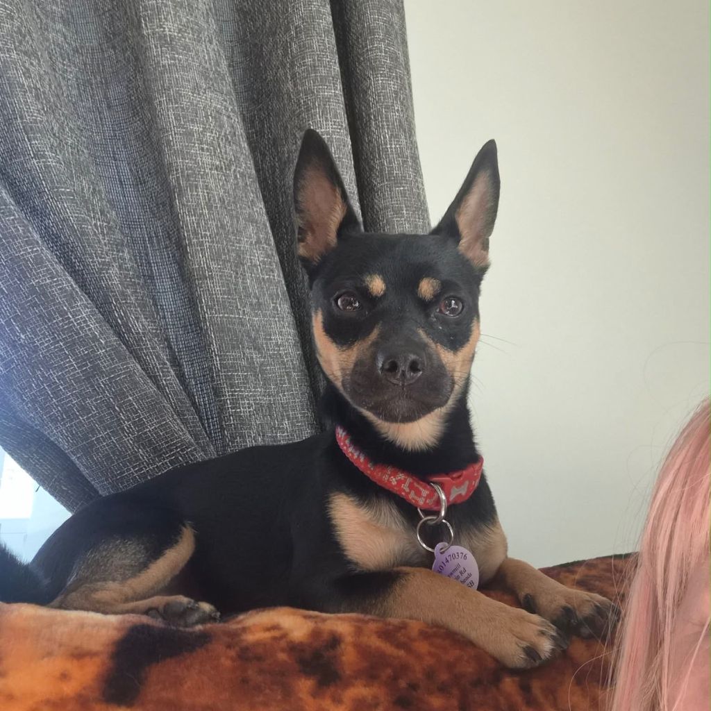 Dec, a 10 months old male Chihuahua X available for adoption from Almost Home in Wales