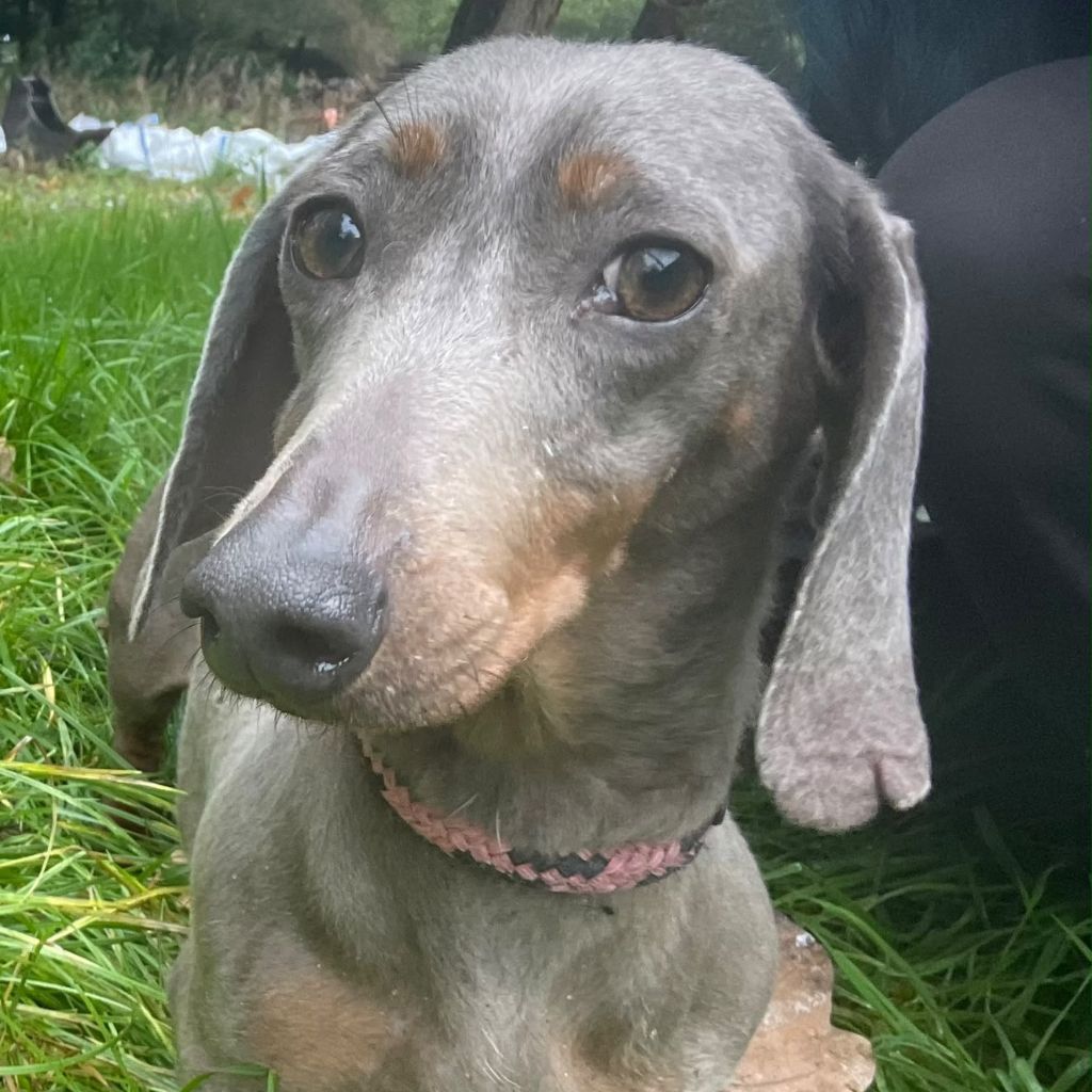 Winnie, a 5 years old female Dachshund available for adoption from Almost Home in Wales