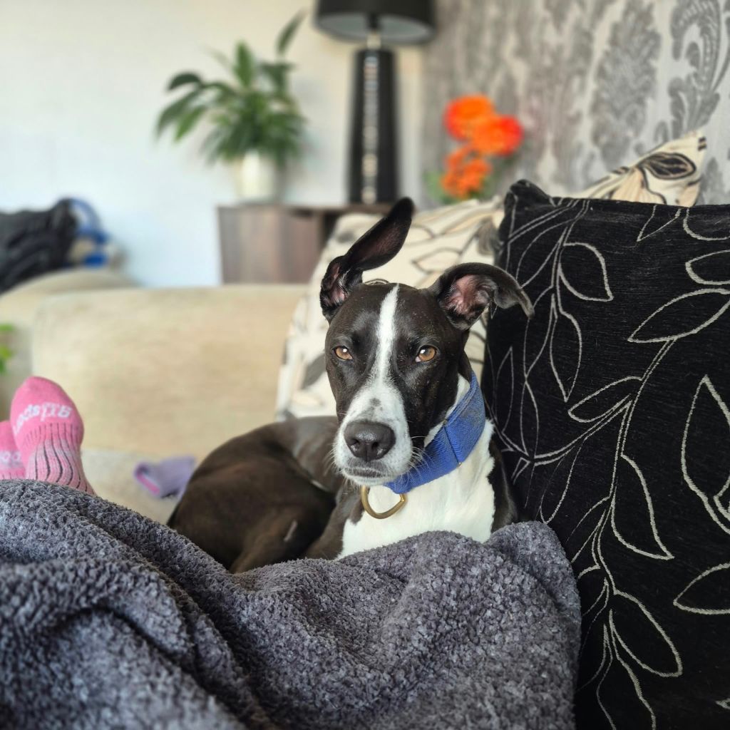 Bella, a 5 years old female Lurcher available for adoption from Almost Home in Wales