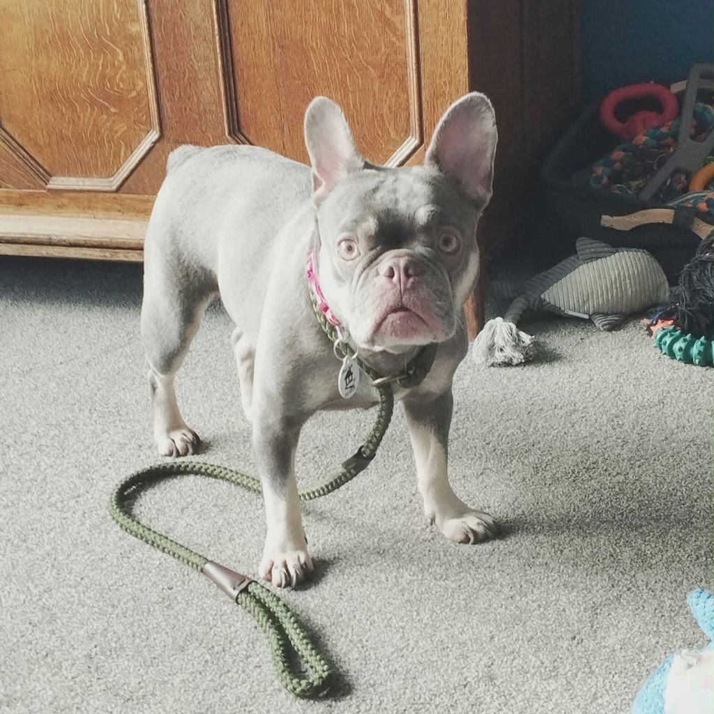 Coco, a 6 years old female French Bulldog available for adoption from Almost Home in Wales
