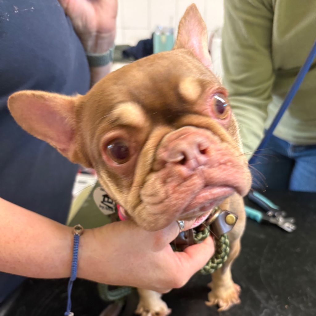 Titch, a female French Bulldog available for adoption from Almost Home in Wales