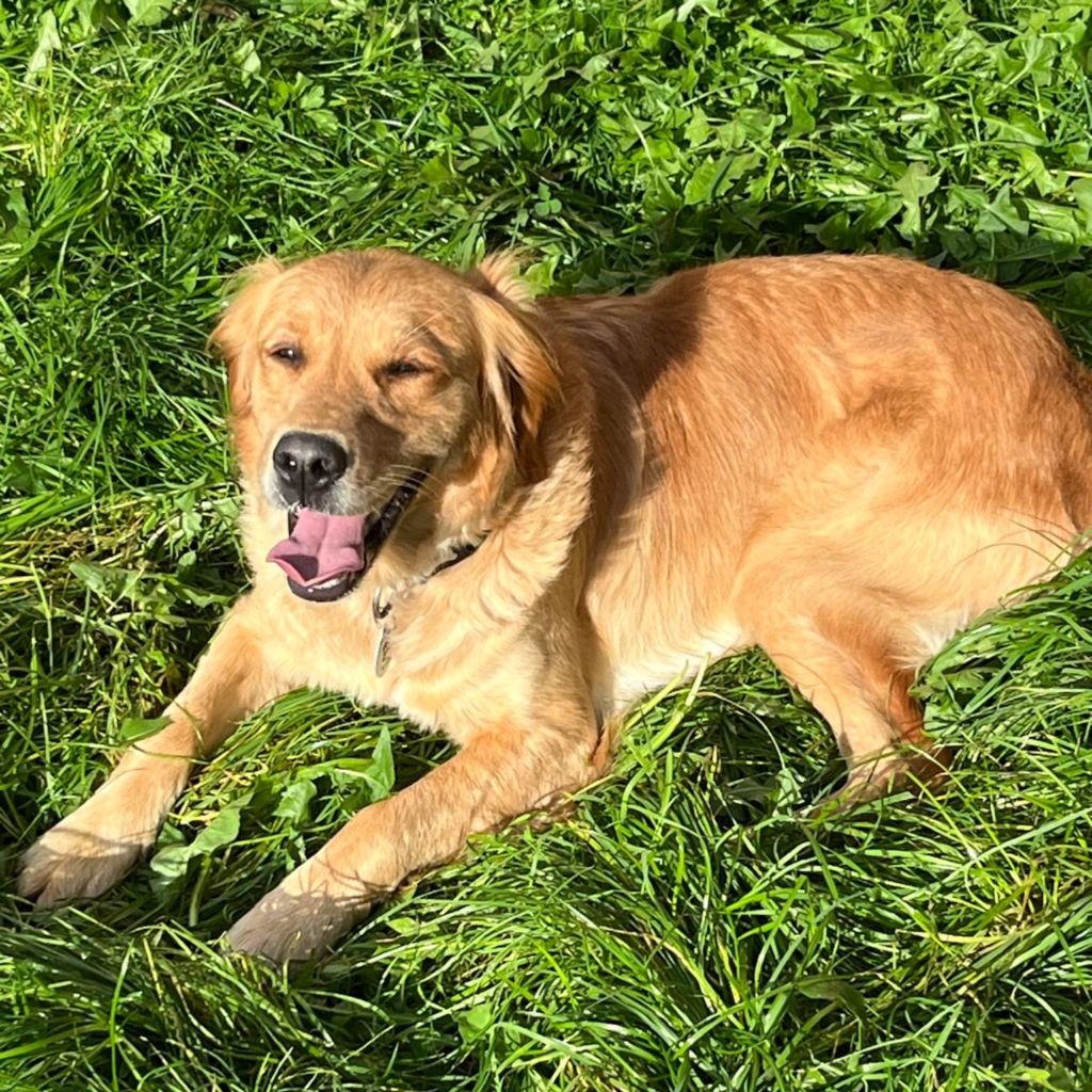 Daisy, a 2 years old female Nova Scotia Duck Tolling Retriever available for adoption from Almost Home in Wales