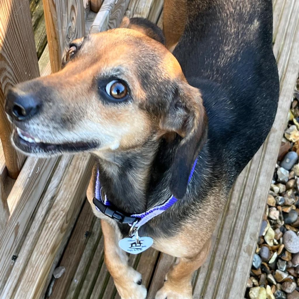 Joy, a 4 years old female Dachshund X available for adoption from Almost Home in Wales