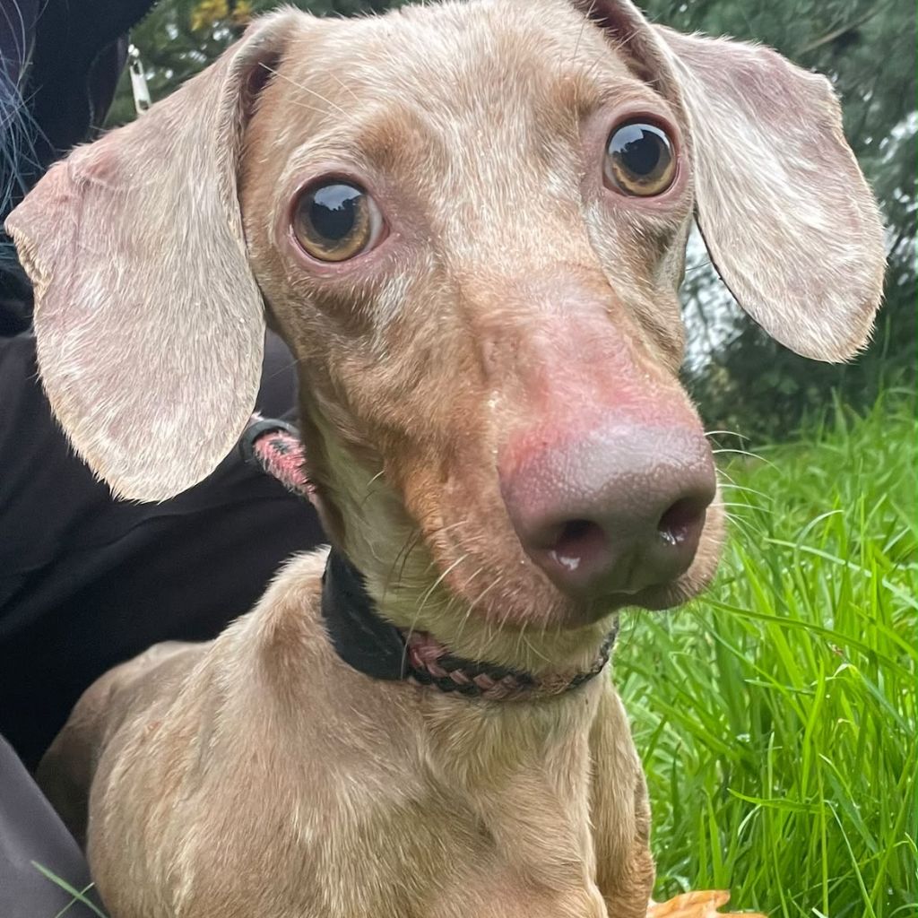 Lenny, a 4 years old male Dachshund available for adoption from Almost Home in Wales