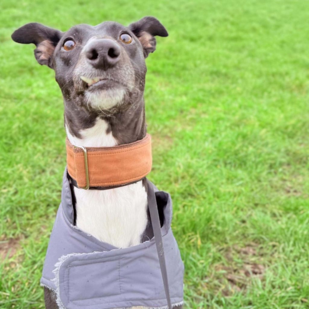 Rocco, a 3 years old male Lurcher available for adoption from Almost Home in Wales