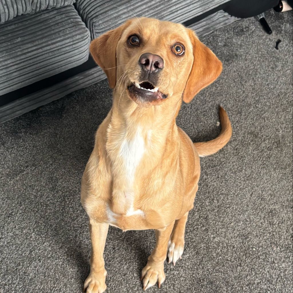 Poppy, a 1 year old female English Springer Spaniel X Labrador available for adoption from Almost Home in Wales
