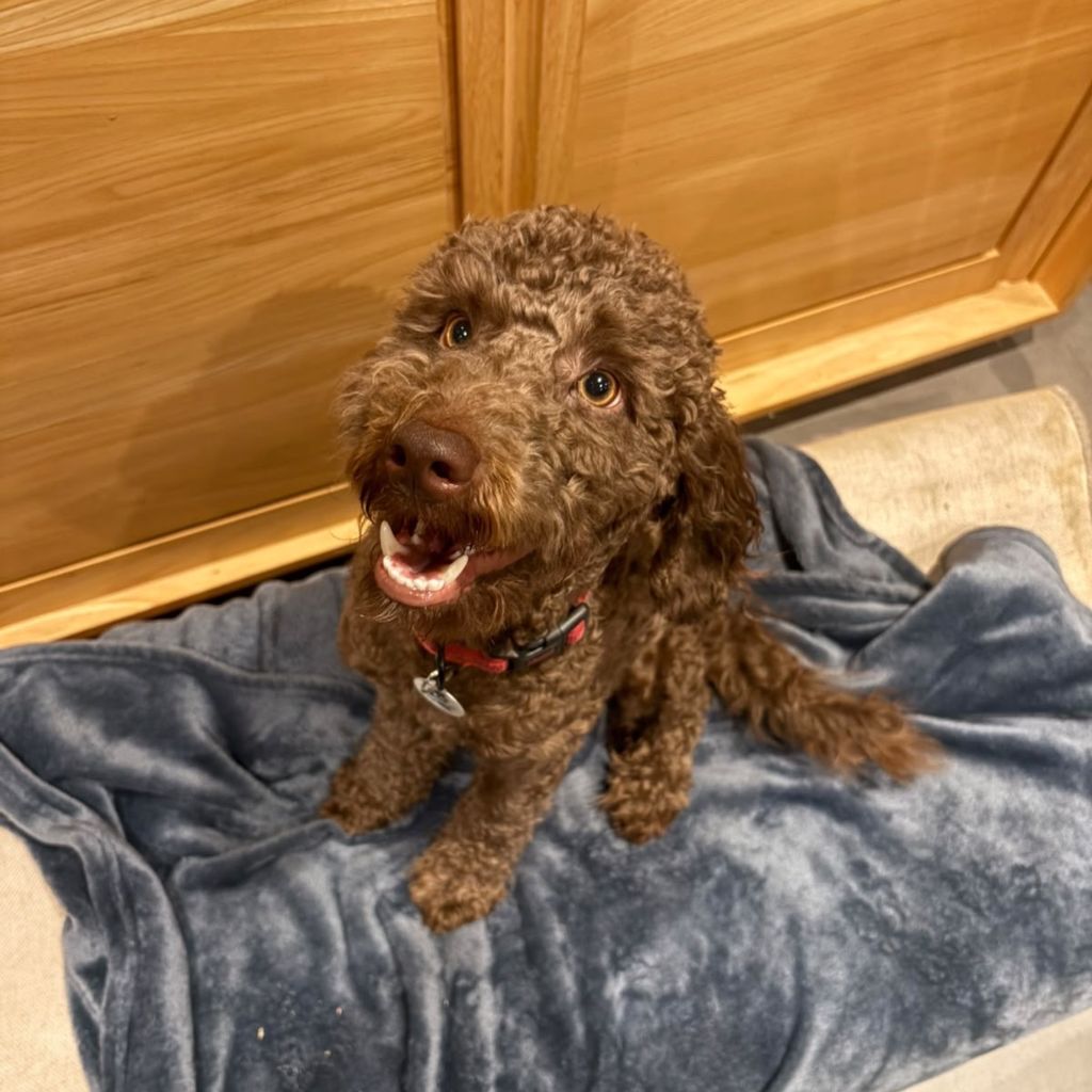Barney, a 11 months old male Cockapoo available for adoption from Almost Home in Wales