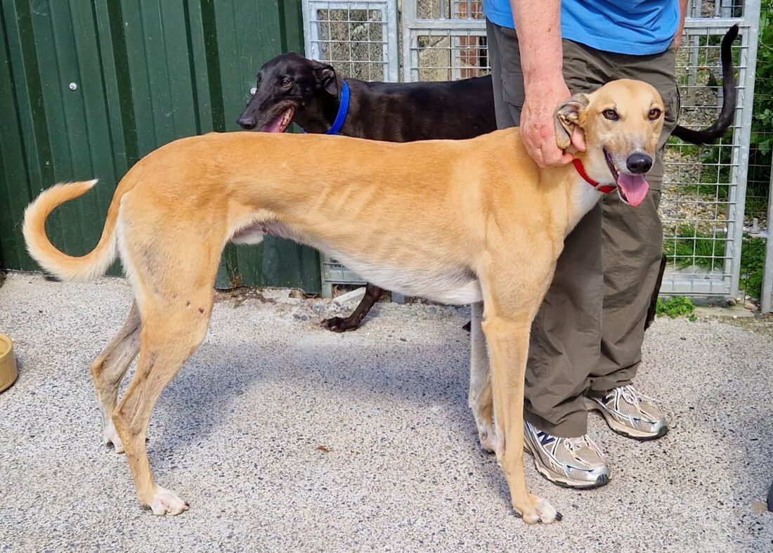 Mike, a 3 years old male Greyhound available for adoption from Alpet Poundies Rescue in Wales