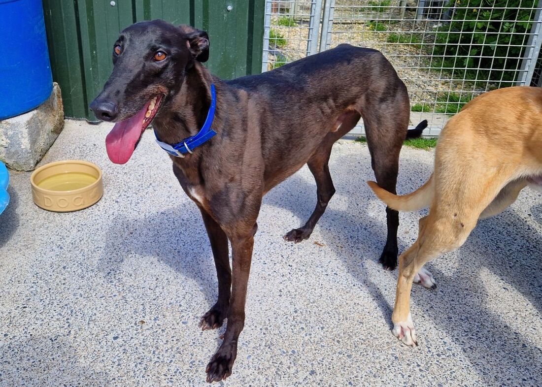 Vic, a 5 years old male Greyhound available for adoption from Alpet Poundies Rescue in Wales