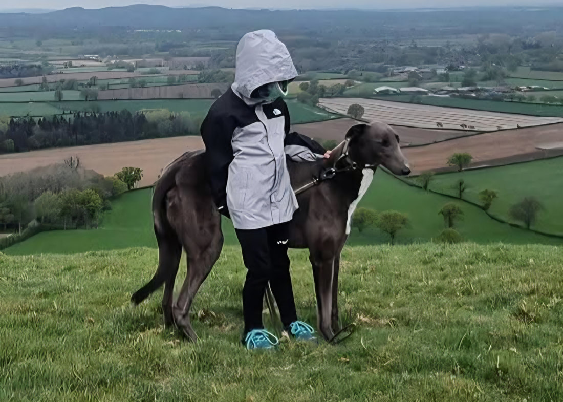 Dylan, a 4 years old male Greyhound available for adoption from Alpet Poundies Rescue in Wales