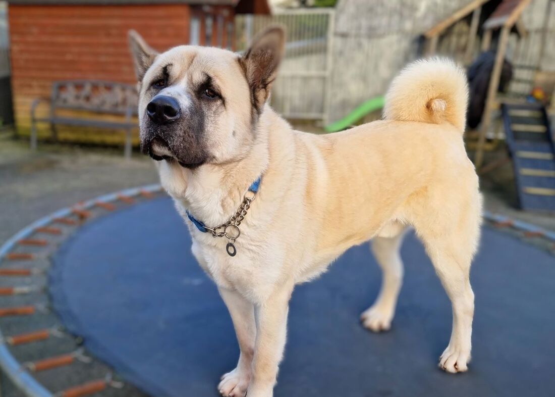 Randy, a 4 years old male Akita available for adoption from Alpet Poundies Rescue in Wales