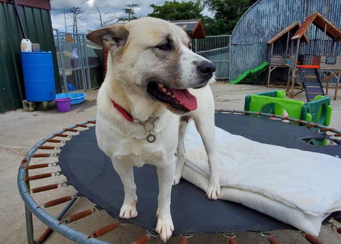 Coco, a 4 years old female Akita available for adoption from Alpet Poundies Rescue in Wales