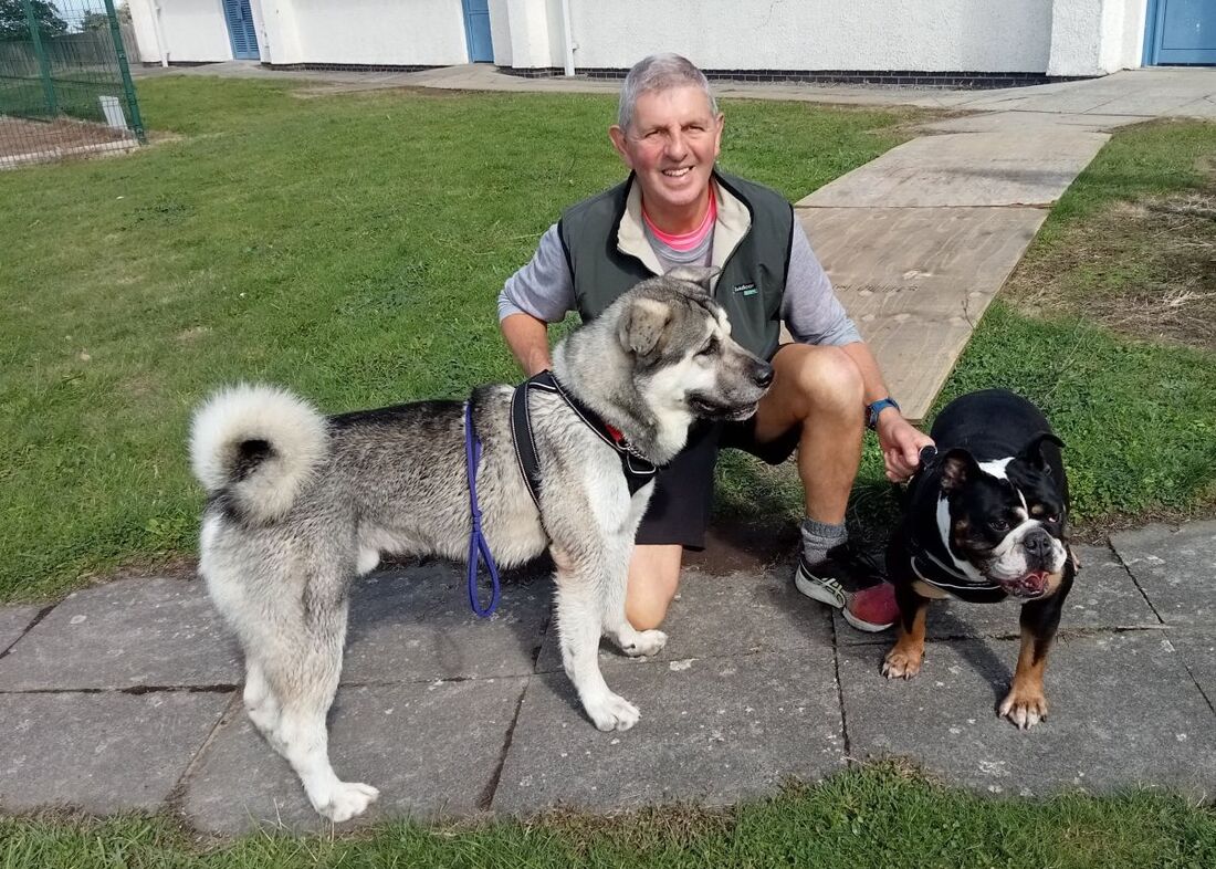 Dave, a 2 years old male Akita available for adoption from Alpet Poundies Rescue in Wales