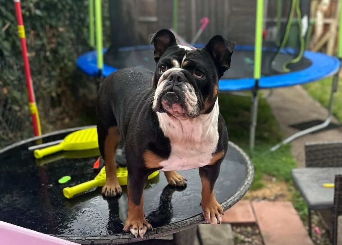 Beau, a 4 years old female Bulldog available for adoption from Alpet Poundies Rescue in Wales