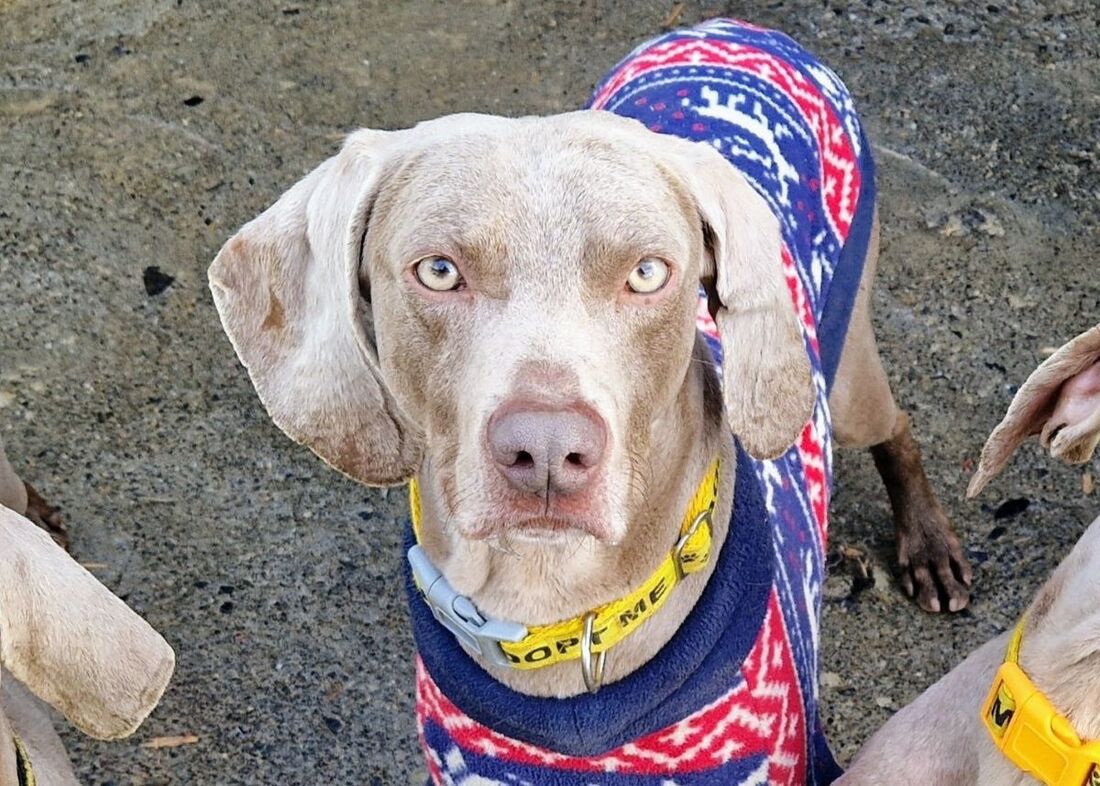 Blue, a 5 years old male Weimaraner available for adoption from Alpet Poundies Rescue in Wales