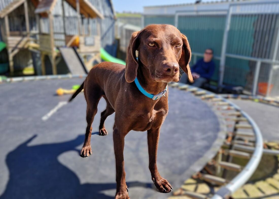 Micha, a 2 years old female Poodle X available for adoption from Alpet Poundies Rescue in Wales