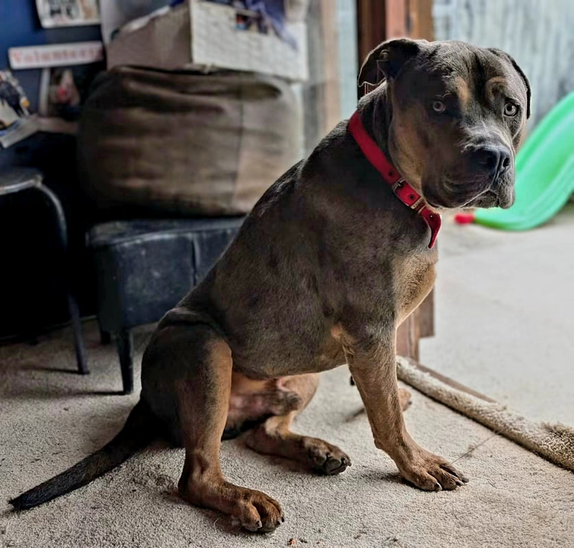 Cyril, a 3 years old male Unknown available for adoption from Alpet Poundies Rescue in Wales